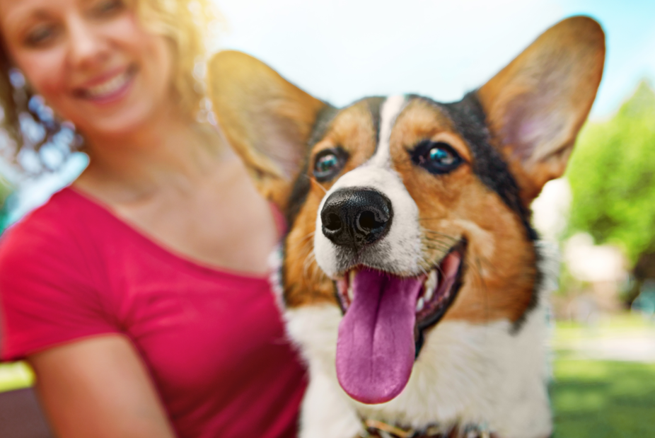 A happy tricolor Corgi with its tongue out sitting outdoors next to its smiling owner at Creekside at Grand Prairie.